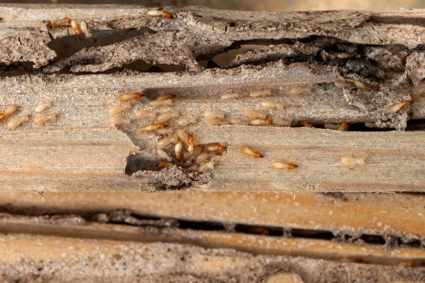 Trusted Warrensville Heights, OH Pest Control Experts